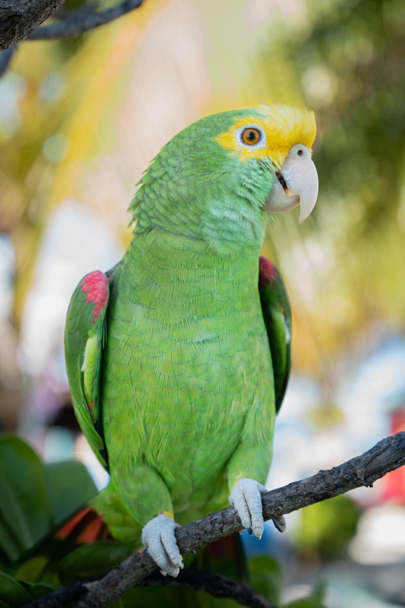 King Lewey'S Island Resort Placencia エクステリア 写真